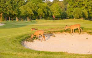 Golf des Yvelines
